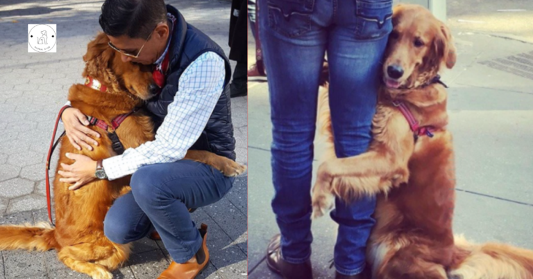 Read more about the article Every day, this golden retriever spends nearly 2 hours cuddling everybody she encounters on her stroll.