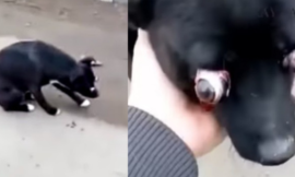 The dog’s eyes were protruding and a kind Samaritan noticed it and sprinted past the cars to save it.