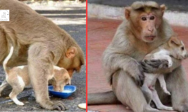 Monkey Adopts And Cares For A Homeless Puppy As If It Were Her Own!