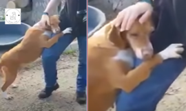 Innocent Abandoned Puppy Begs for Assistance