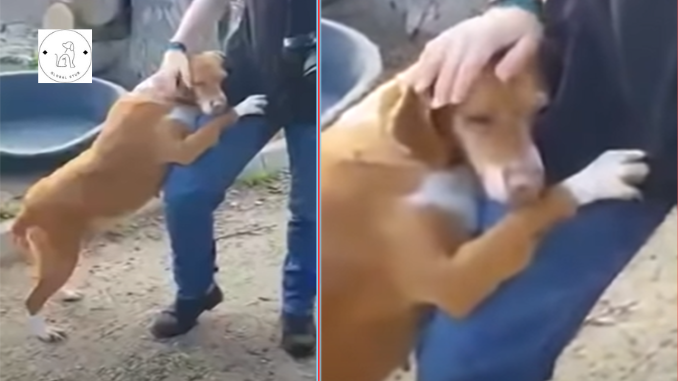 Innocent Abandoned Puppy Begs for Assistance