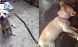 Dog Endangers His Life Biting a Poisonous Snake in order to rescue his owner and smiling innocently before ‘Leaving Life’