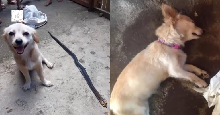 Read more about the article Dog Endangers His Life Biting a Poisonous Snake in order to rescue his owner and smiling innocently before ‘Leaving Life’