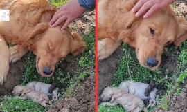Mother Dog Refuses to Separate with Her Puppies Who Died in Labor and Digs Their Grave Once More