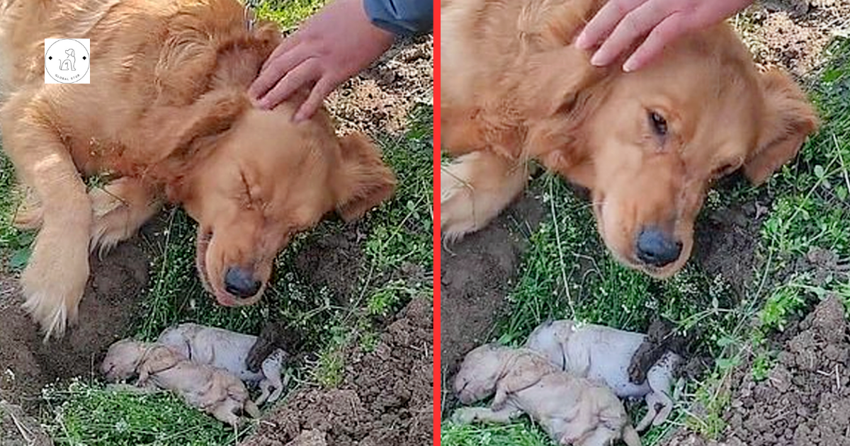 Mother Dog Refuses to Separate with Her Puppies Who Died in Labor and Digs Their Grave Once More