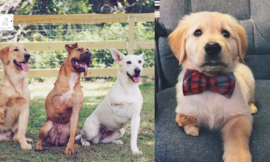 Meet the Couple Who Can’t Help But Adopt Three-Legged Dogs
