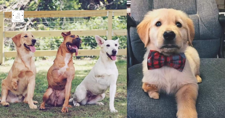 Read more about the article Meet the Couple Who Can’t Help But Adopt Three-Legged Dogs