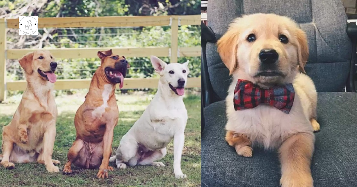 Meet the Couple Who Can’t Help But Adopt Three-Legged Dogs