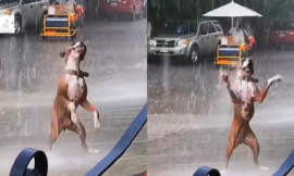 Viewers were enthralled by the viral footage of the puppy dancing in the rain.