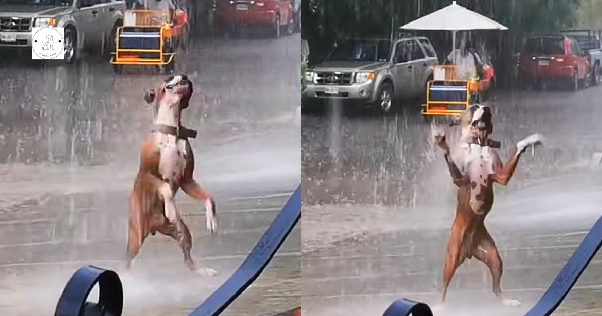 Viewers were enthralled by the viral footage of the puppy dancing in the rain.