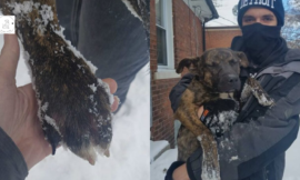 The family left their dog tied up in the snow overnight, but a neighbor came in to make it right.