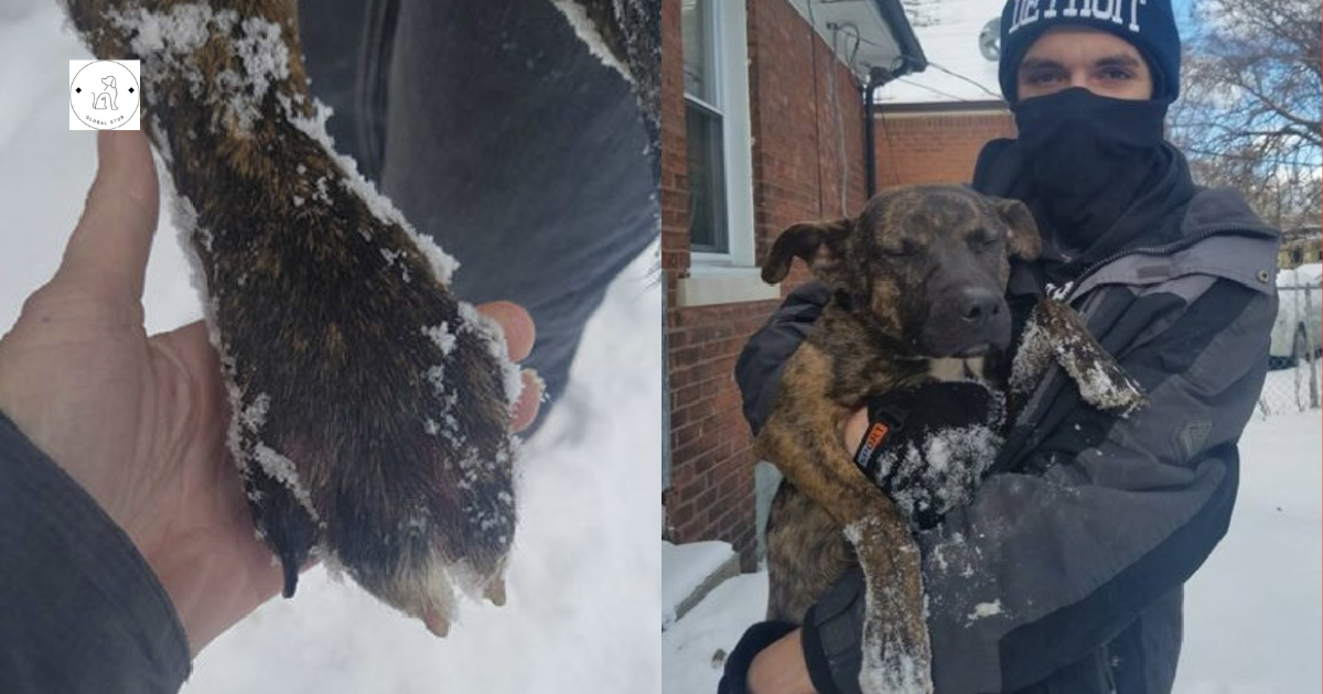 The family left their dog tied up in the snow overnight, but a neighbor came in to make it right.