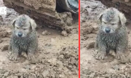 A mud-covered puppy is discovered on a construction site; the driver is taken aback to discover it is a Golden Retriever puppy.