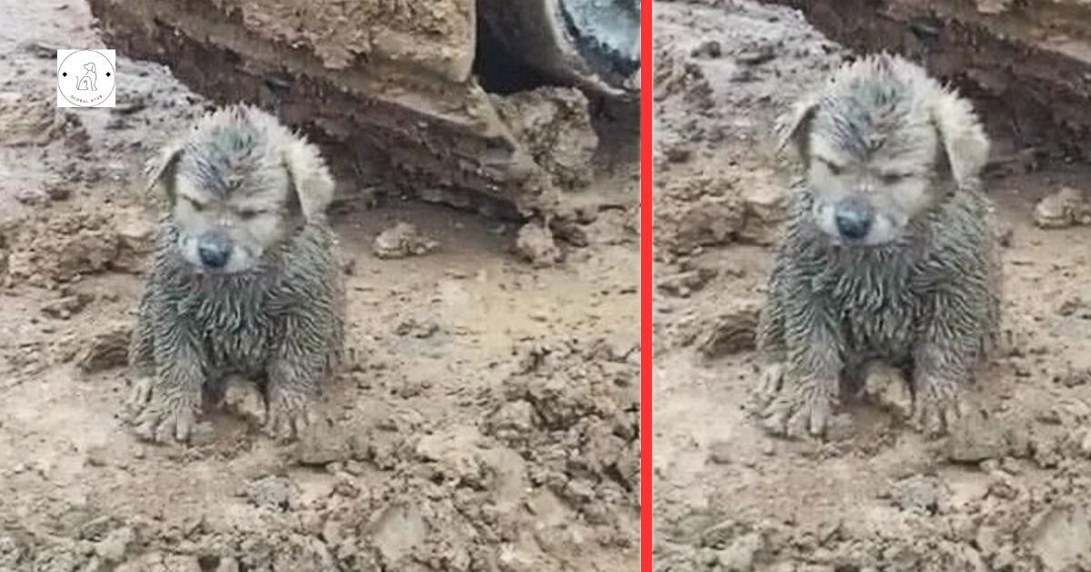 A mud-covered puppy is discovered on a construction site; the driver is taken aback to discover it is a Golden Retriever puppy.