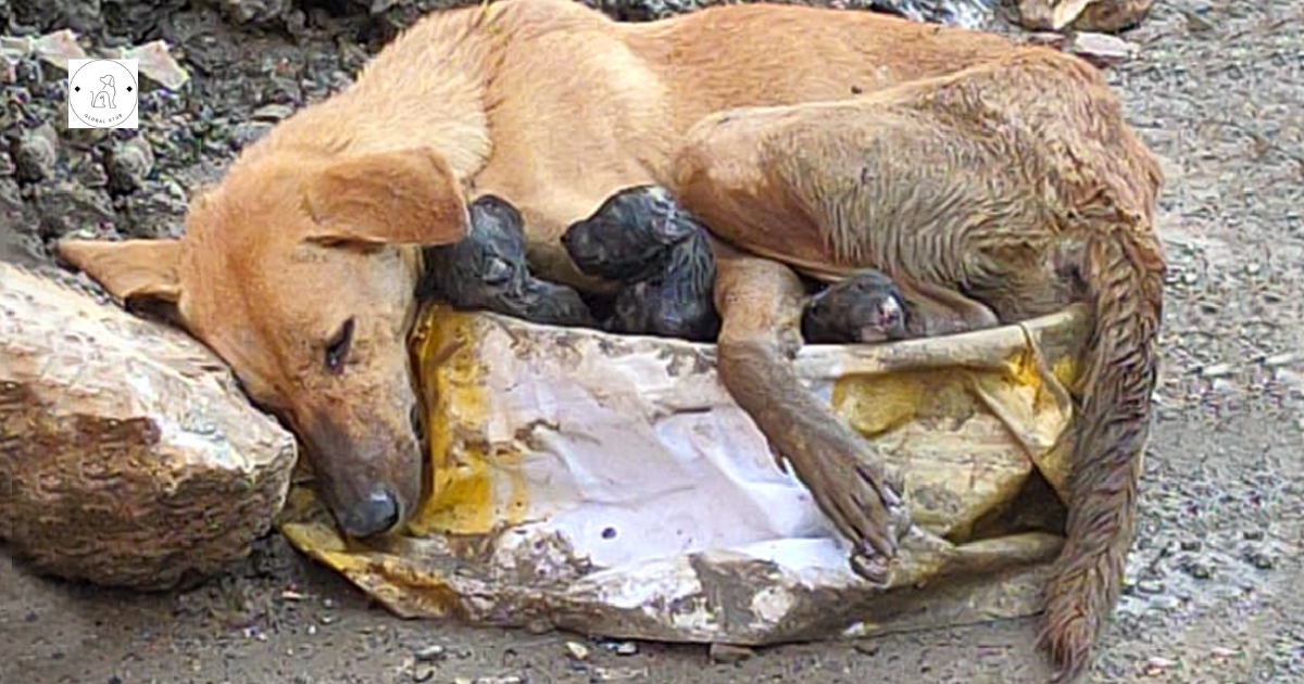 A stray dog falls among the wreckage, clutching her pups and laboriously gives delivery.