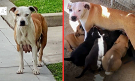 A dog who had just given birth went 3 kilometers every day to obtain nourishment for her pups.