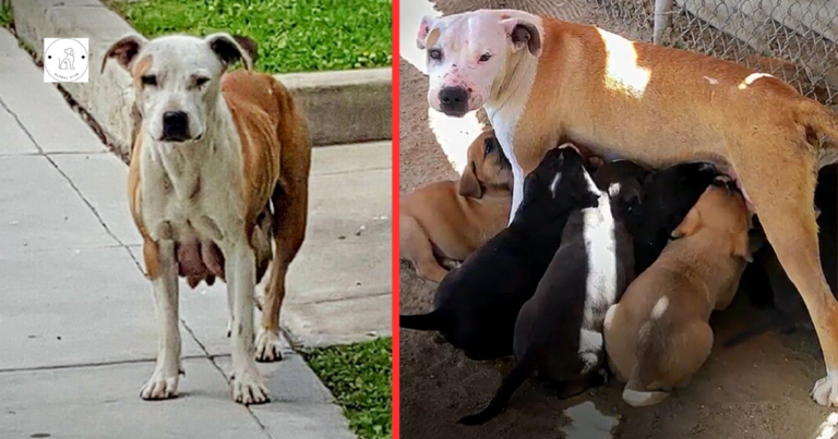 Read more about the article A dog who had just given birth went 3 kilometers every day to obtain nourishment for her pups.