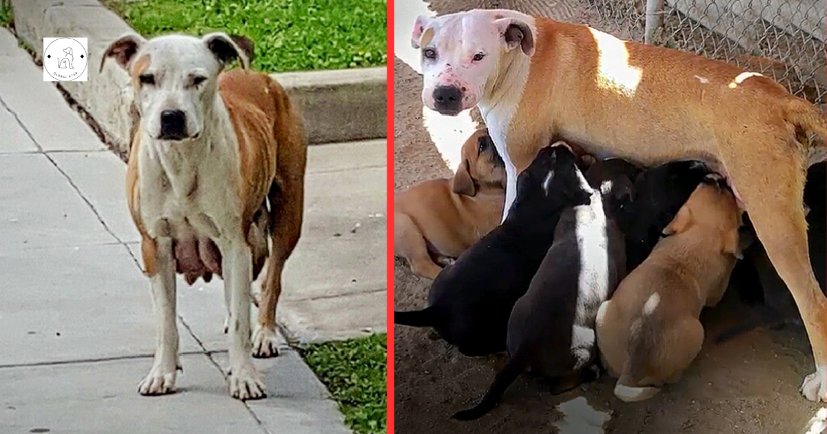 A dog who had just given birth went 3 kilometers every day to obtain nourishment for her pups.
