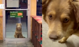 Every day, a stray dog visits the sandwich shop in search of a free meal.