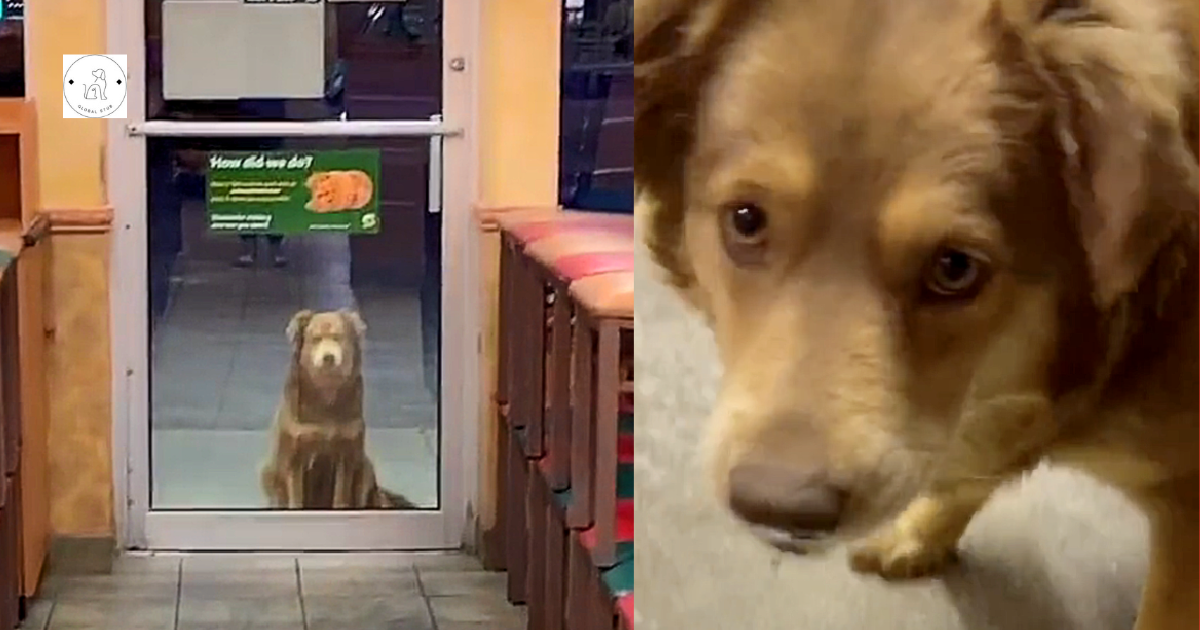 Every day, a stray dog visits the sandwich shop in search of a free meal.
