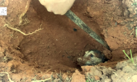 The unfortunate dog, who had been buried for 56 hours, was fortunate to be rescued by the rescue team in a poignant moment.
