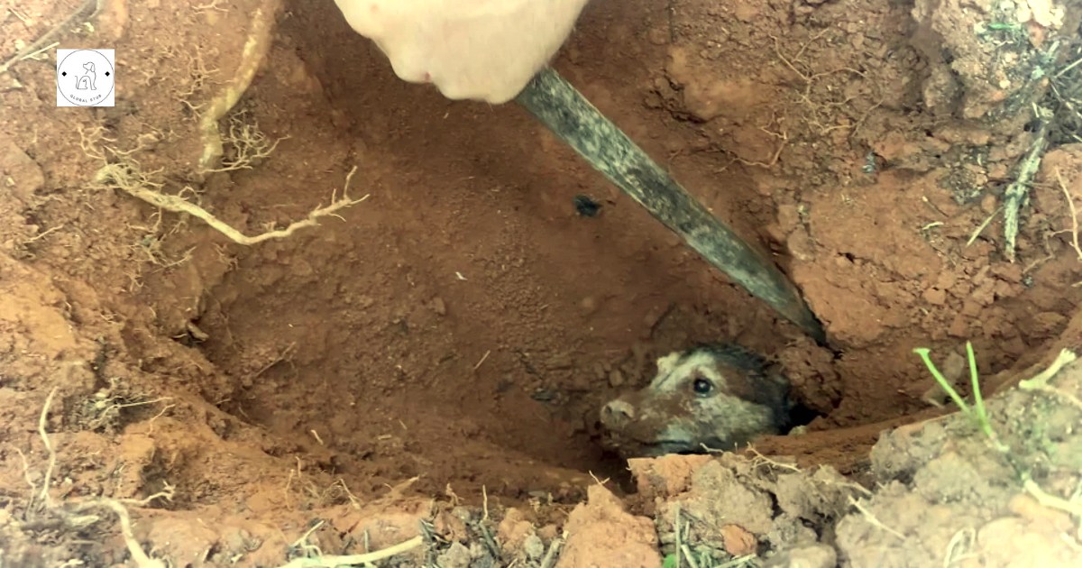 The unfortunate dog, who had been buried for 56 hours, was fortunate to be rescued by the rescue team in a poignant moment.