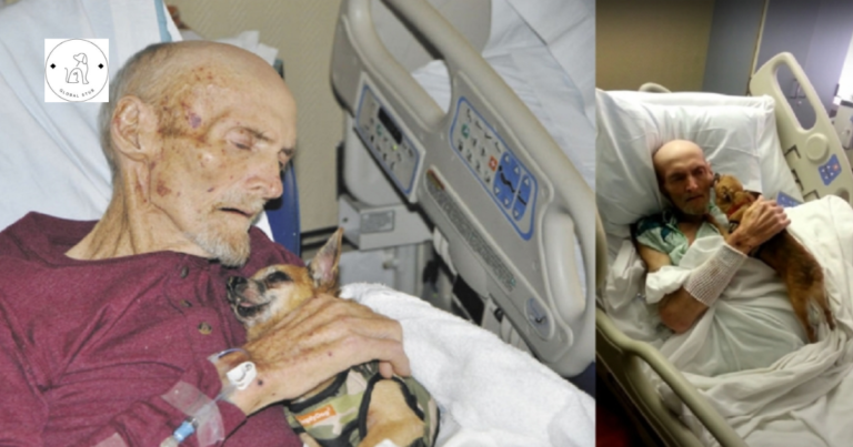 Read more about the article After being reunited with his beloved dog, the 73-year-old man heals fast.