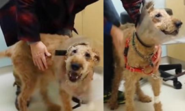 Dog who is blind undergoes surgery and eventually sees his family for the very first time.