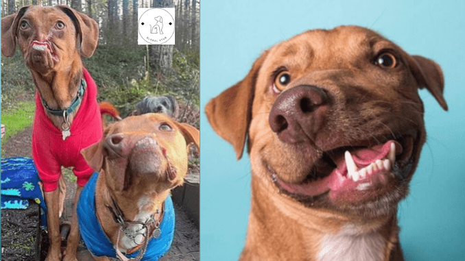 Read more about the article AFTER BEING ADOPTED 5 YEARS APART, TWO MALFORMED DOGS BECAME BFFs.
