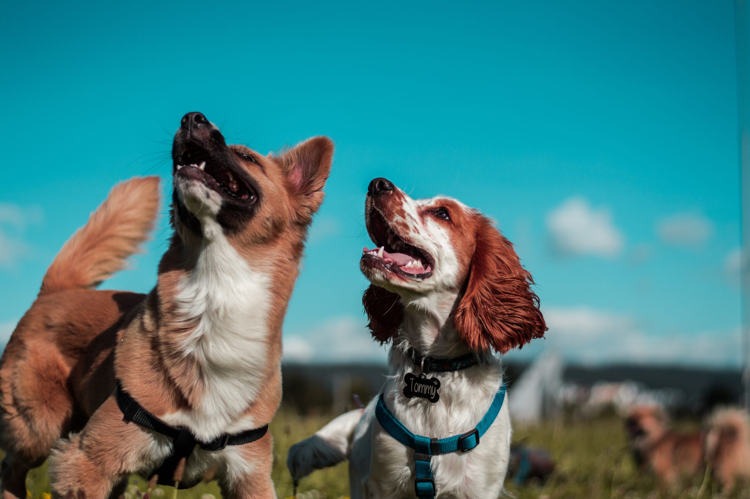 Choosing the Right Dog Breed for Your Lifestyle