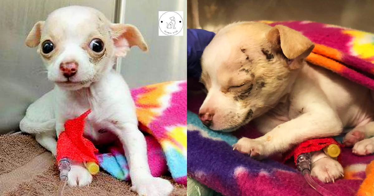A stray puppy falls from the sky and somehow survives.