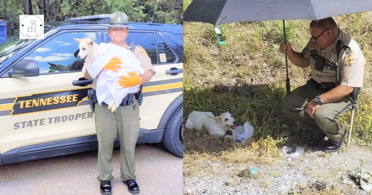 Read more about the article The police rescue and adopt a stranded dog on the side of the road.