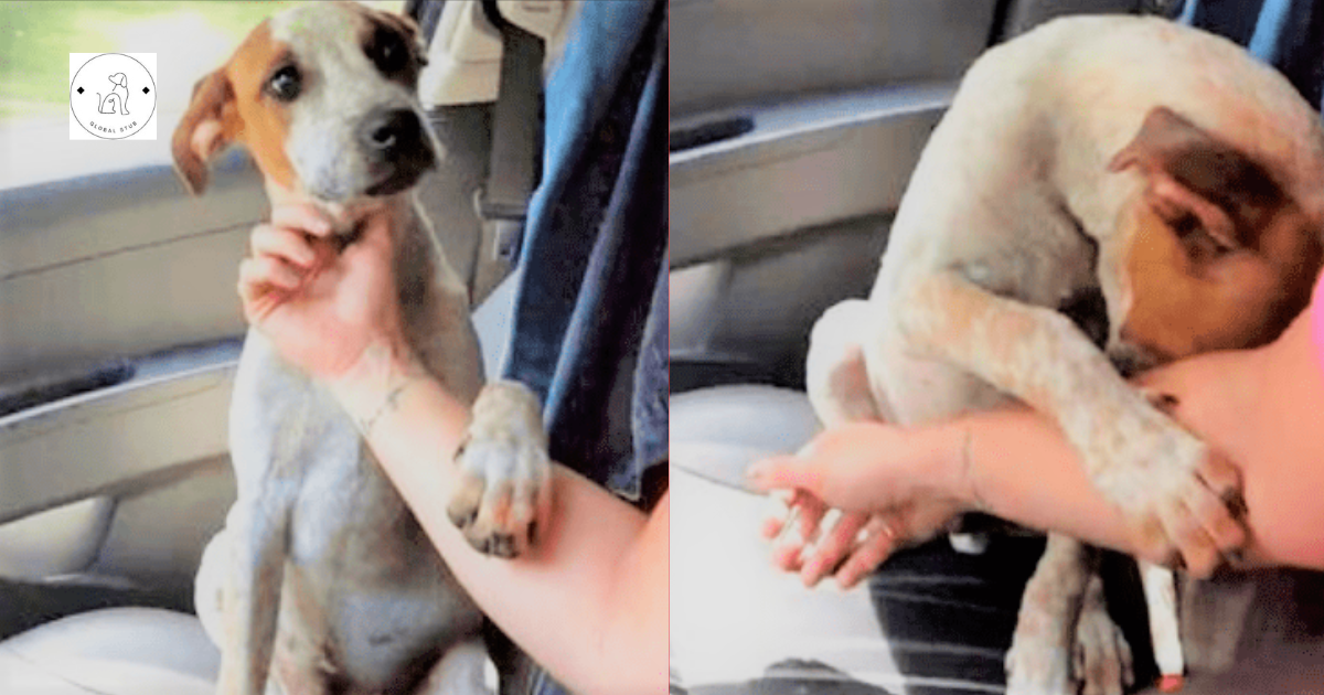 Woman Saves Abandoned Puppy, and He Thanked Her!
