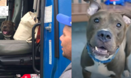 A man travels 2,800 miles to prevent pit bulls from being euthanized.