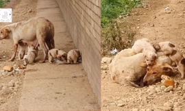 She struggled for a long period without aid trying to feed her pups in order to live until she couldn’t.