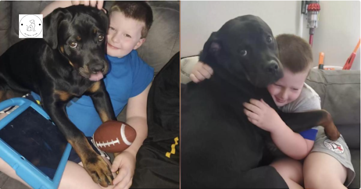 When a dog cuddles her human brother to help him sleep, she ends up saving his life.