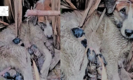 Mamma Dog fights valiantly to protect her puppies, but no one comes to her aid.