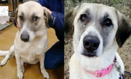 Desperate dog walks 20 miles twice to return to the family that placed her for adoption.