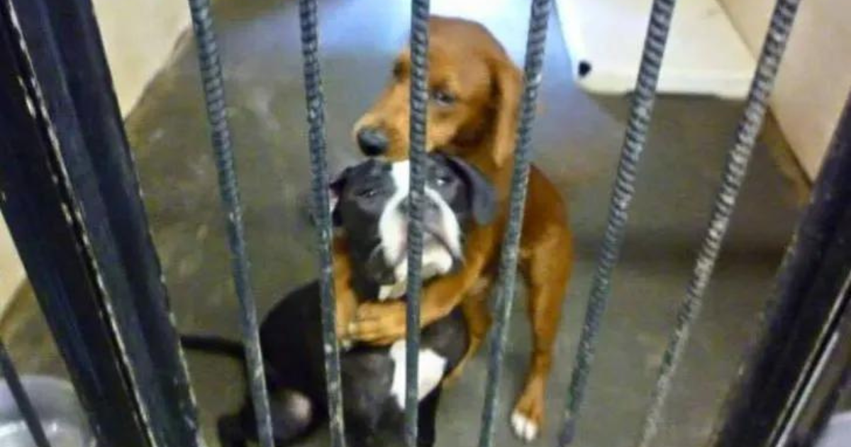One photograph of two dogs hugging saved two lives.