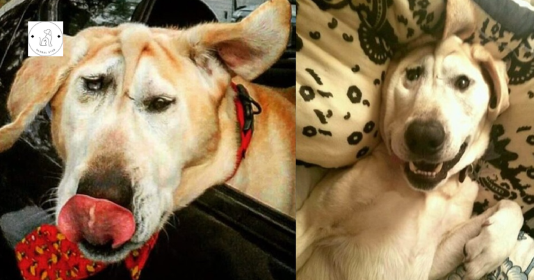 Read more about the article A dog that has been abandoned several times due to its deformities finds hope when a lady discovers and appreciates its inherent beauty.