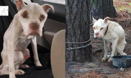 For four long years, a dog was chained to a tree, very emaciated, and then this happened.