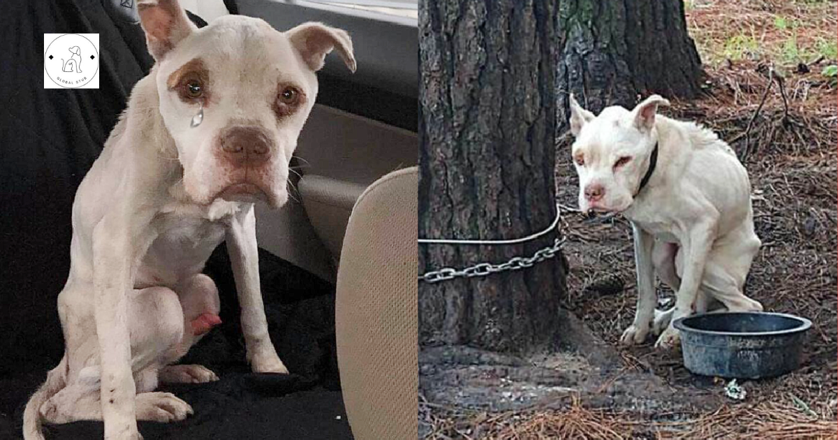 For four long years, a dog was chained to a tree, very emaciated, and then this happened.