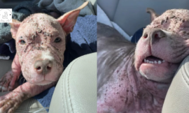 ‘Piglet-Looking’ Puppy Completely Transforms After Being Given The Best Chance At Life