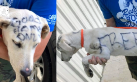 An abandoned dog was discovered with the words ‘Free’ and ‘Good Home Just’ written all over her body.