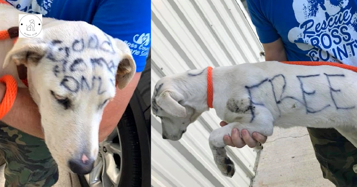 An abandoned dog was discovered with the words ‘Free’ and ‘Good Home Just’ written all over her body.