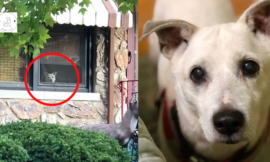 A faithful dog died after sitting by the window every day for 11 years, waiting for its master to return home.