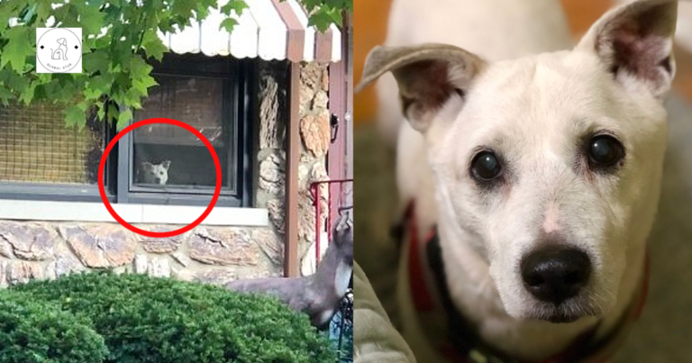 Read more about the article A faithful dog died after sitting by the window every day for 11 years, waiting for its master to return home.