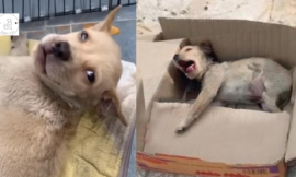 The poor puppy was crying in agony, unable to stand or walk, and lying helpless in a box…