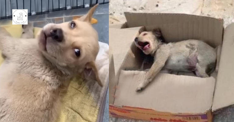 Read more about the article The poor puppy was crying in agony, unable to stand or walk, and lying helpless in a box…