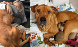 Hero Mother: For months, the dog starved and chilled without leaving her five pups hungry.